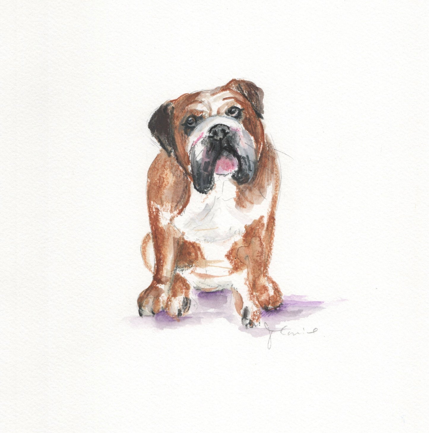 Custom pet portrait commission in coloured pencil