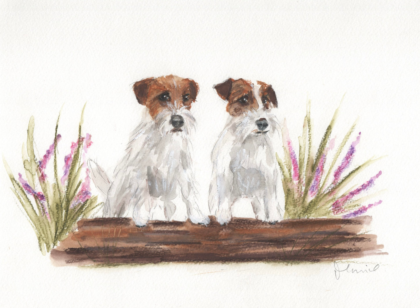 Custom pet portrait commission in coloured pencil
