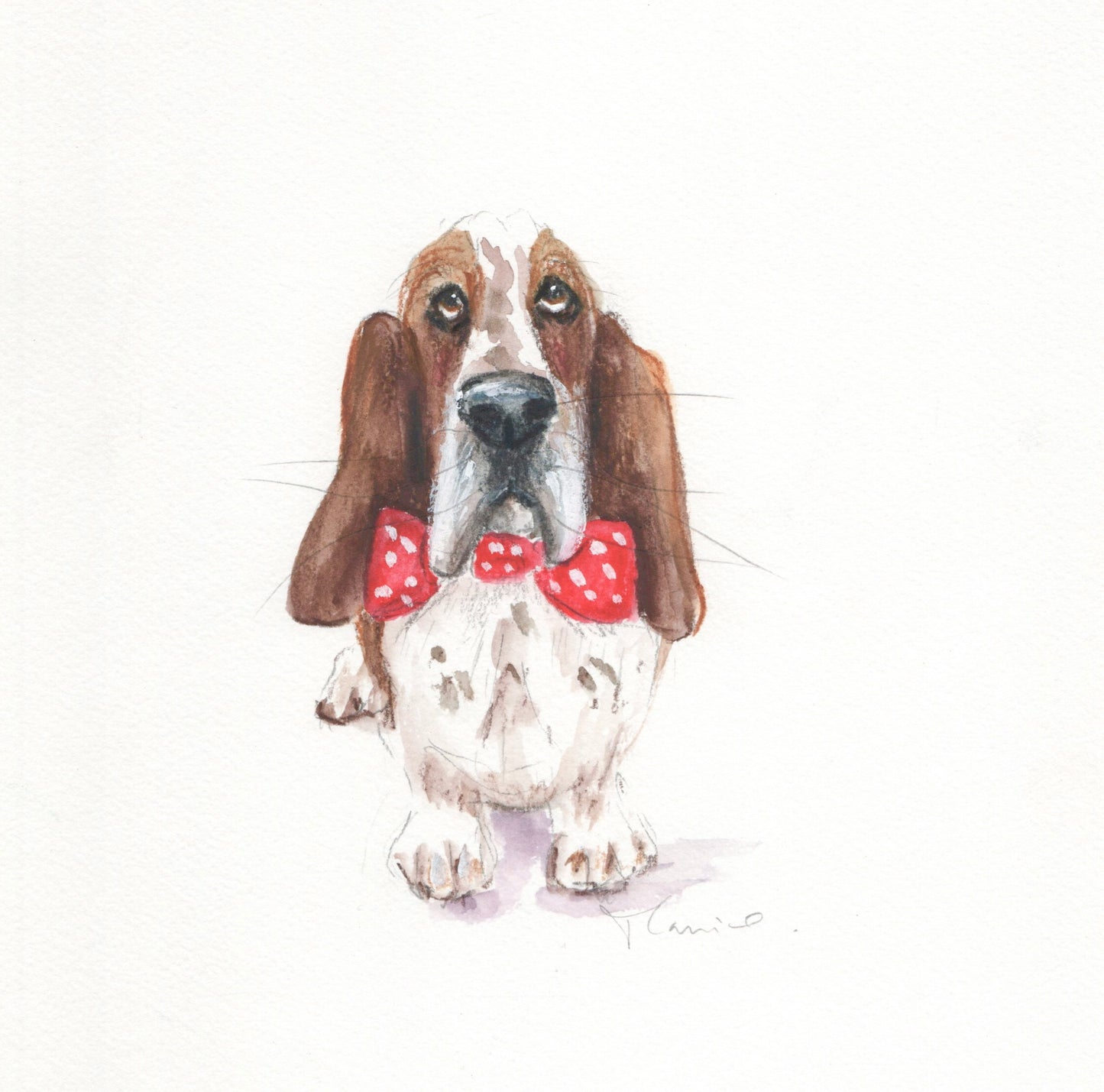 Custom pet portrait commission in coloured pencil