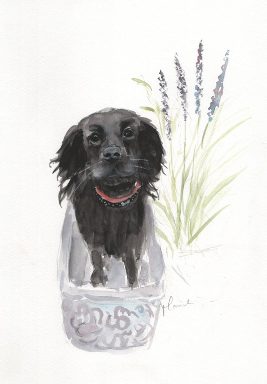 Custom pet portrait commission in coloured pencil